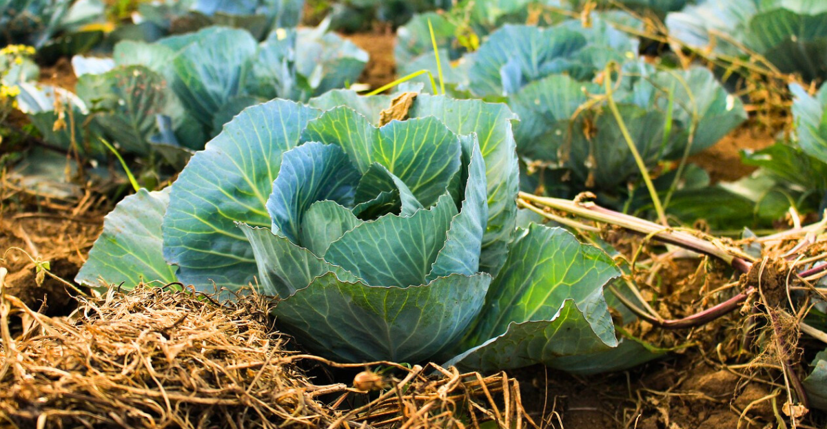 Cabbage growing in straw
